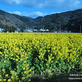 セイヨウアブラナ（花）の写真