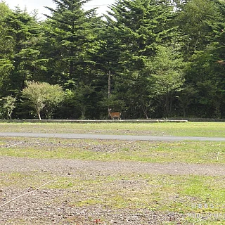 ニホンジカの写真
