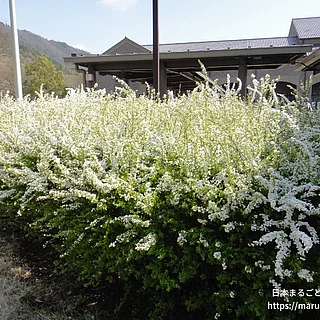 ユキヤナギの写真