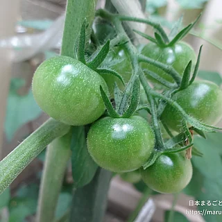 トマトの写真