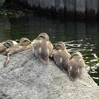 カルガモの写真