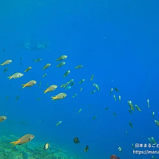 キホシスズメダイの写真