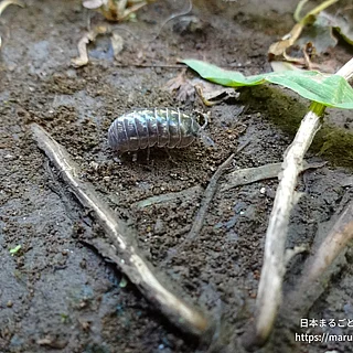 オカダンゴムシの写真