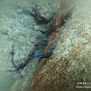 ニシキツバメガイの写真