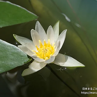 ヒツジグサ（花）の写真