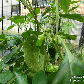ピーマン（実・種子）の写真