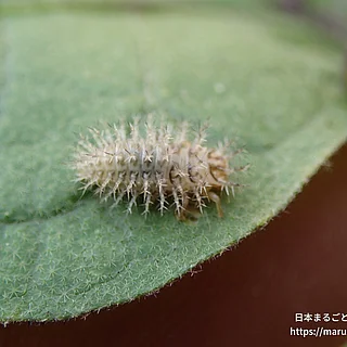 オオニジュウヤホシテントウ（幼体）の写真