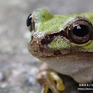 ニホンアマガエルの写真