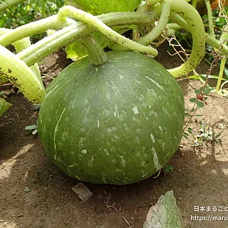 セイヨウカボチャの写真