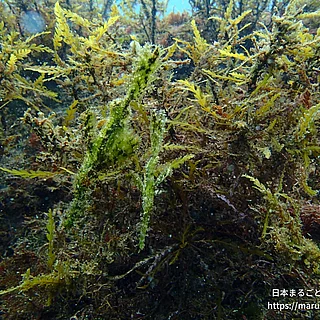 カミソリウオ（成体）の写真