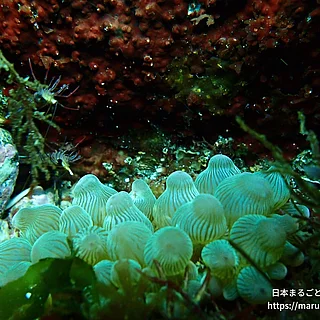サンゴイソギンチャクの写真