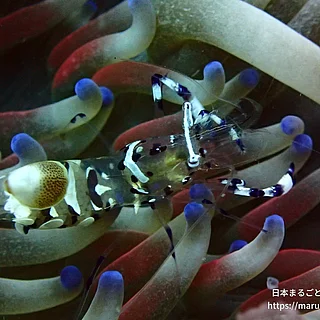 イソギンチャクエビの写真