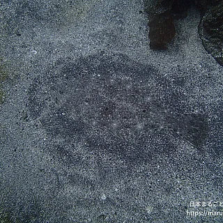ヒラメの写真