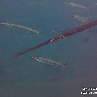 アカヤガラの写真