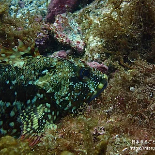 ウッカリカサゴの写真