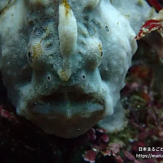 イロカエルアンコウの写真