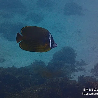 チョウチョウウオの写真