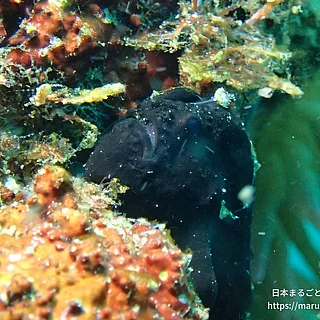イロカエルアンコウの写真