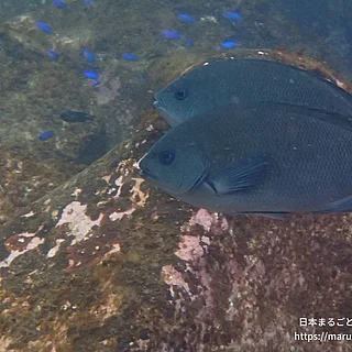 メジナの写真