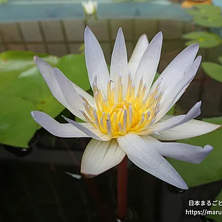 ドウベン（花）の写真