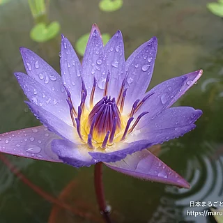 ティナ（花）の写真