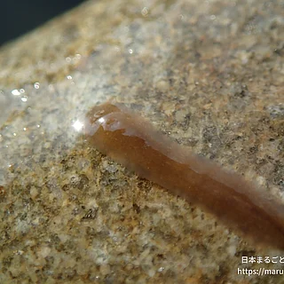 ナミウズムシの写真