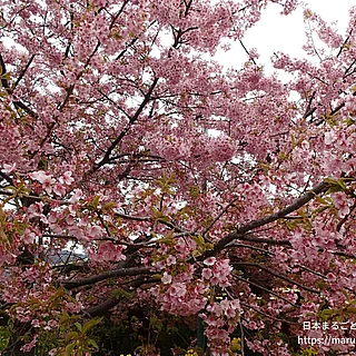 カワヅザクラの写真