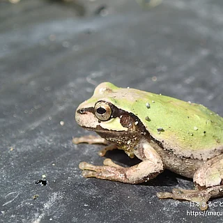 ヒガシニホンアマガエルの写真