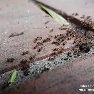 アミメアリ（成体）の写真