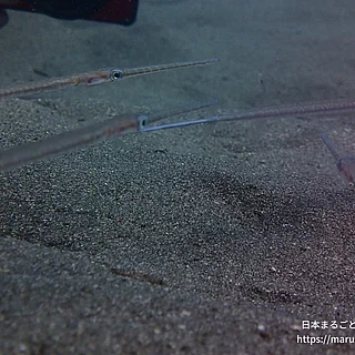 アオヤガラの写真