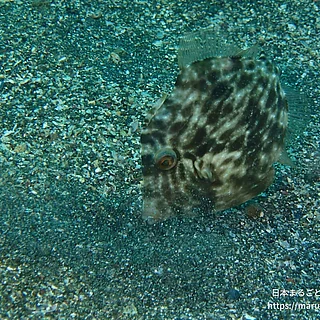 カワハギの写真