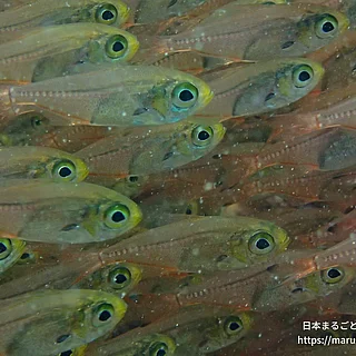 キンメモドキの写真