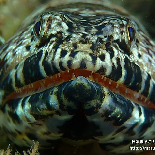 アカエソの写真