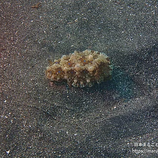 ミヤコウミウシの写真