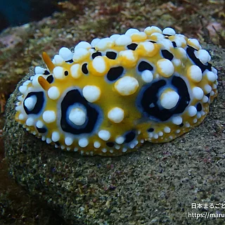 キイロイボウミウシの写真