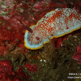 サラサウミウシの写真