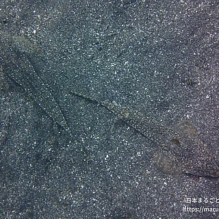 ネズッポ科の写真