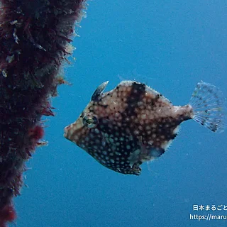 アミメハギの写真