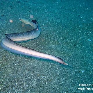 ホタテウミヘビの写真