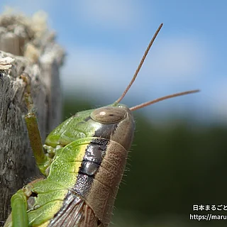 イナゴ属の写真