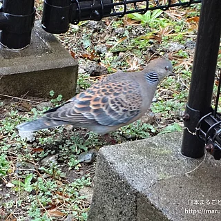 キジバトの写真