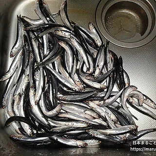 カタクチイワシの写真