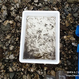 ニクハゼの写真