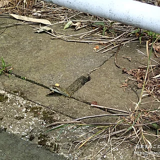 アオダイショウの写真