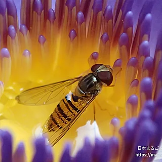 ホソヒラタアブの写真
