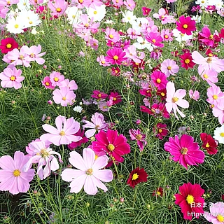 オオハルシャギク（花）の写真