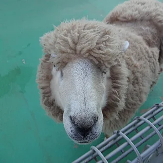 ヒツジの写真