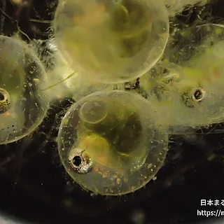 シロメダカの写真