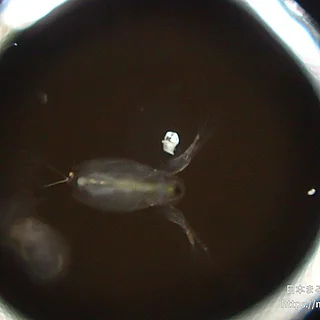 オナガミジンコの写真