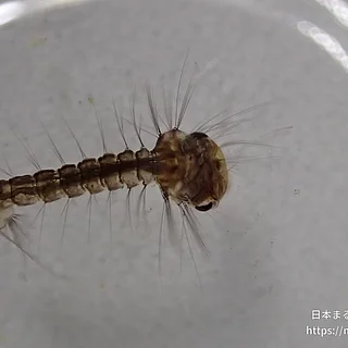 アカイエカの写真